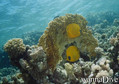 foto de buceo