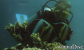foto de buceo