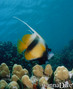 foto de buceo