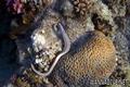 foto de buceo