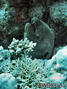 foto de buceo