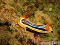 foto de buceo