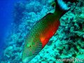foto de buceo