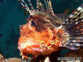 foto de buceo