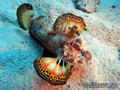 foto de buceo
