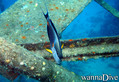 foto de buceo