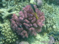 foto de buceo