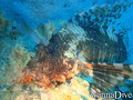 foto de buceo
