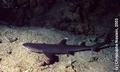 foto de buceo