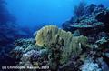 foto de buceo