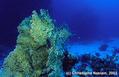 foto de buceo