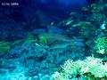 foto de buceo