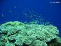 foto de buceo