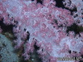 foto de buceo
