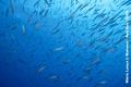foto de buceo