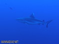 foto de buceo
