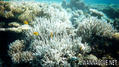 foto de buceo