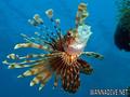 foto de buceo