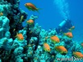 foto de buceo