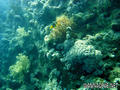 foto de buceo