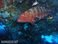 foto de buceo