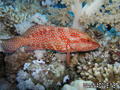 foto de buceo