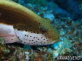 foto de buceo