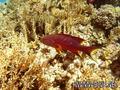 foto de buceo