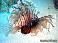 foto de buceo