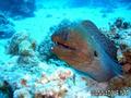foto de buceo