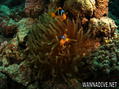 foto de buceo
