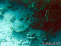 foto de buceo