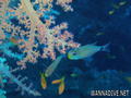 foto de buceo