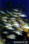 foto de buceo