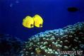 foto de buceo