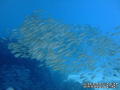 foto de buceo
