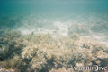 foto de buceo