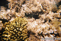 foto de buceo