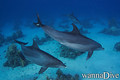 foto de buceo