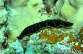 foto de buceo