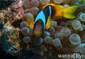 foto de buceo