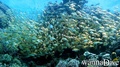 foto de buceo
