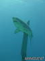 foto de buceo