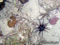 foto de buceo