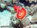foto de buceo