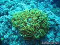 foto de buceo