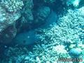 foto de buceo