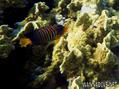 foto de buceo