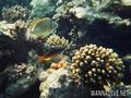foto de buceo