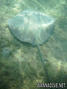 foto de buceo